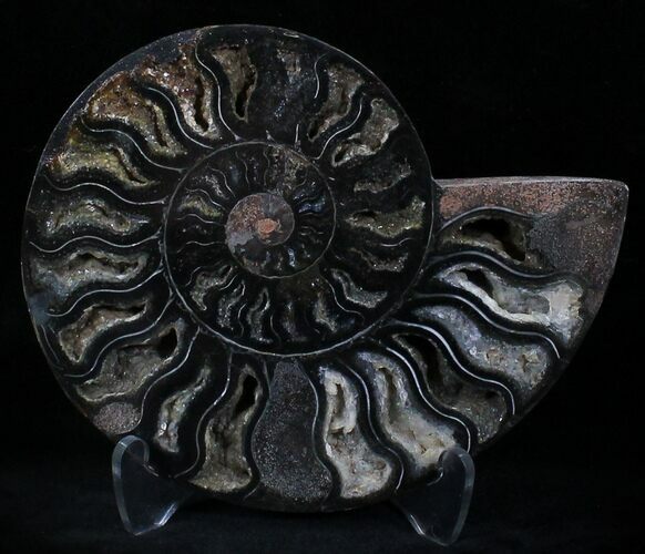 Beautiful Black Ammonite - Inches (Half) #23914